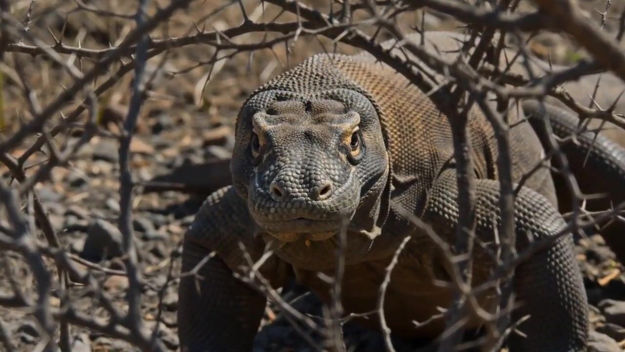Frame from the AI-generated film: a close-up of a lizard with a yellow eye