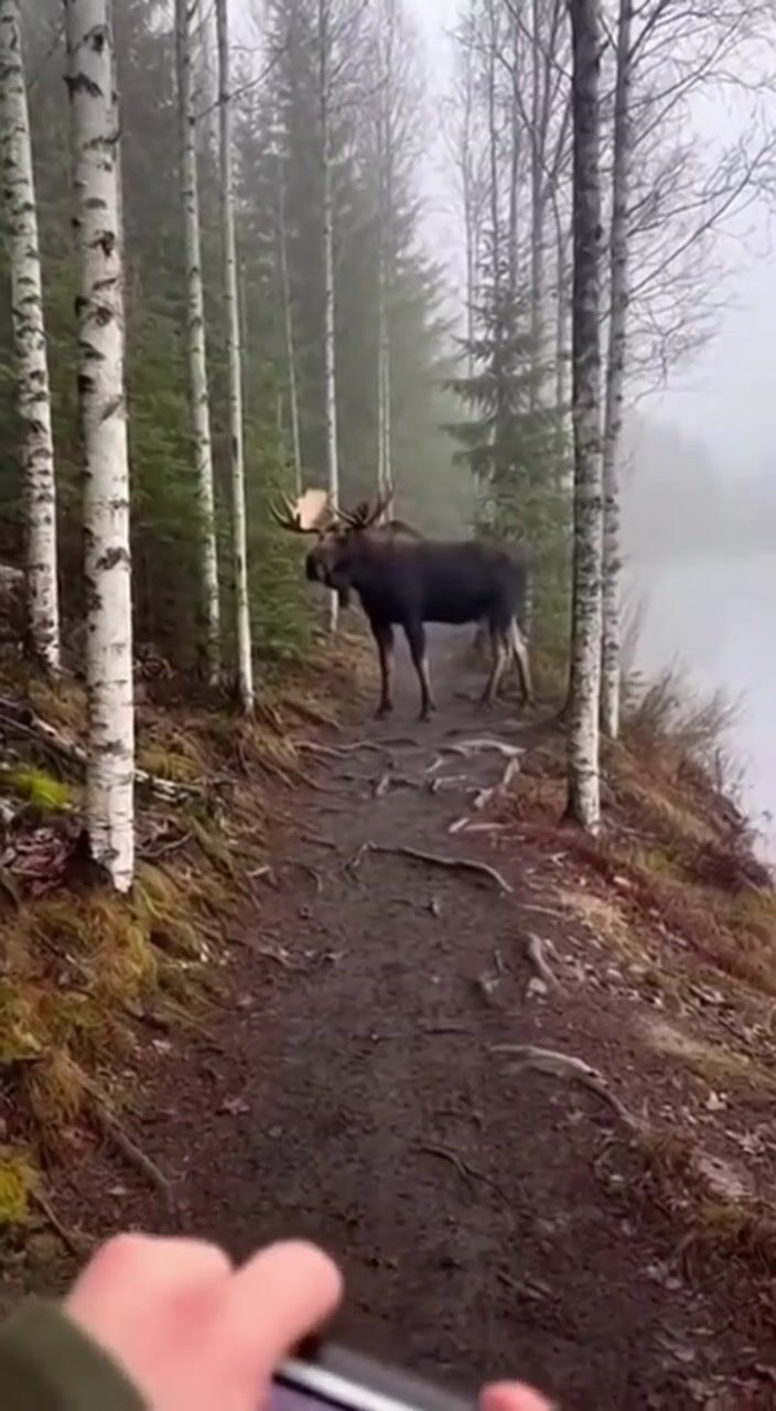 Moose by the lake: AI-generated film still