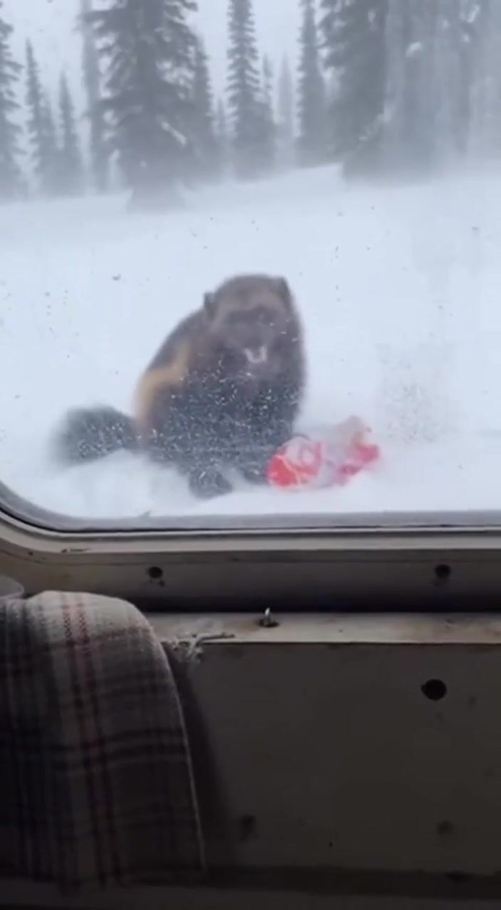 Bear at the cabin window: AI-generated film still