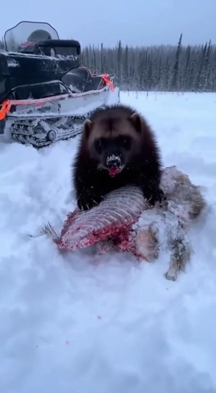Wolverine in the snow: AI-generated film still