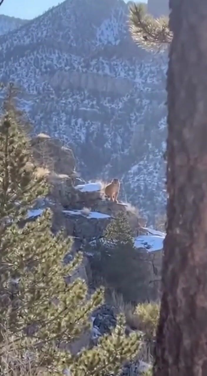 Snowy mountain forest: AI-generated film still