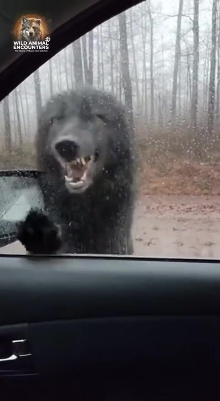 Bear beside a car: AI-generated film still