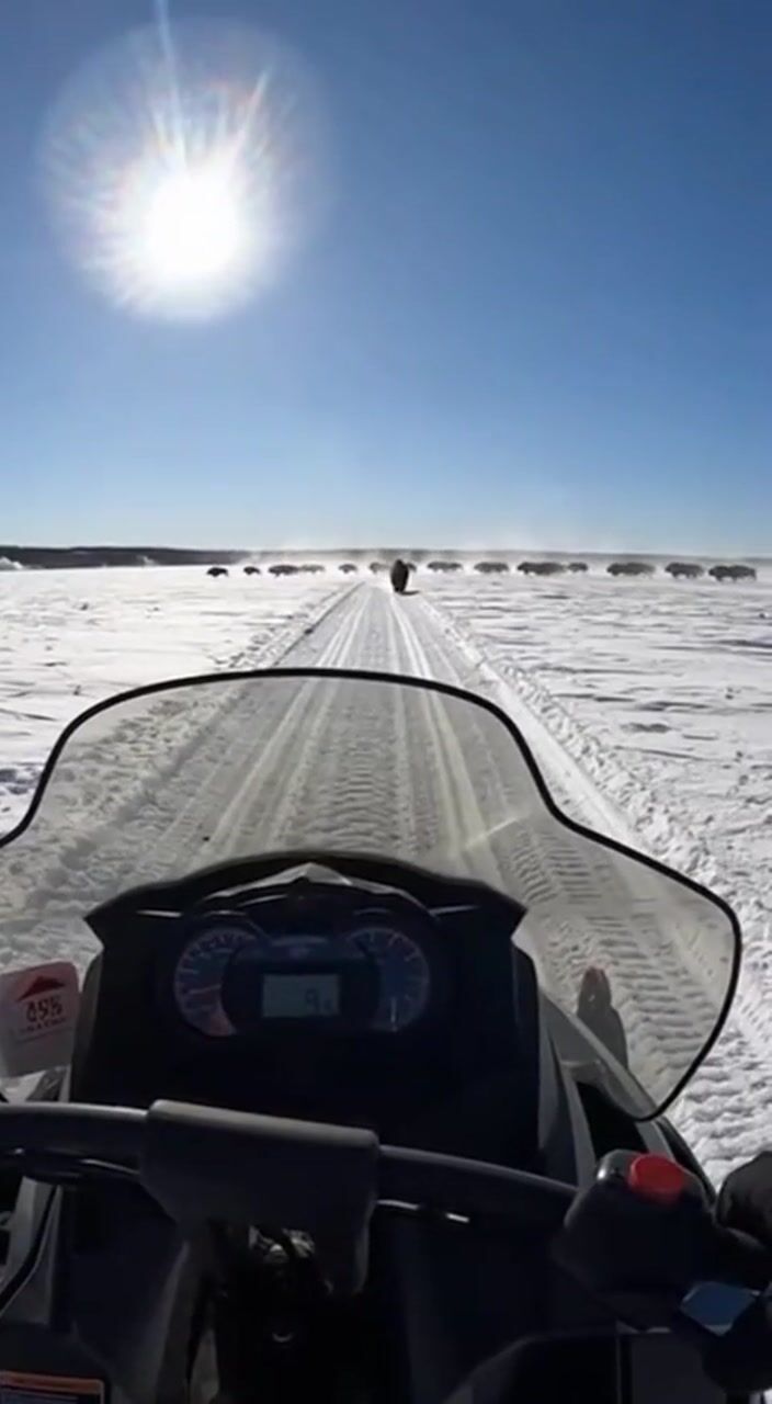 Bison on snowy plains: AI-generated film still