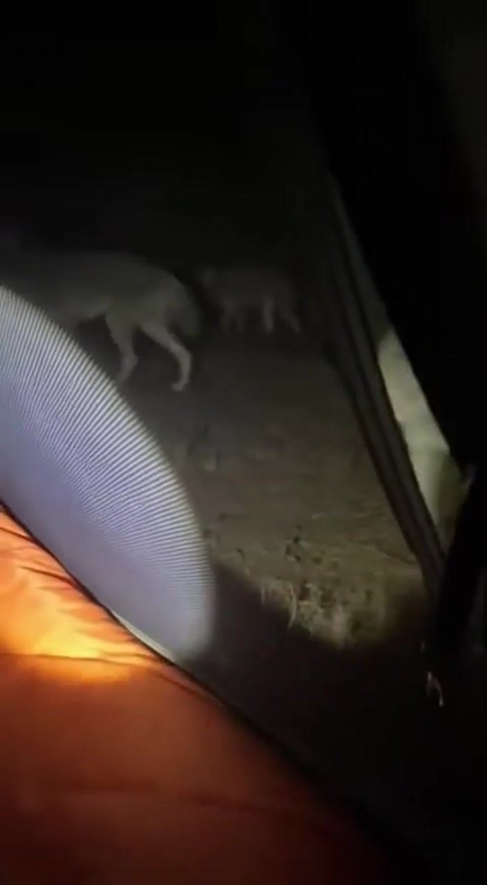Deer in the spotlight: AI-generated film still