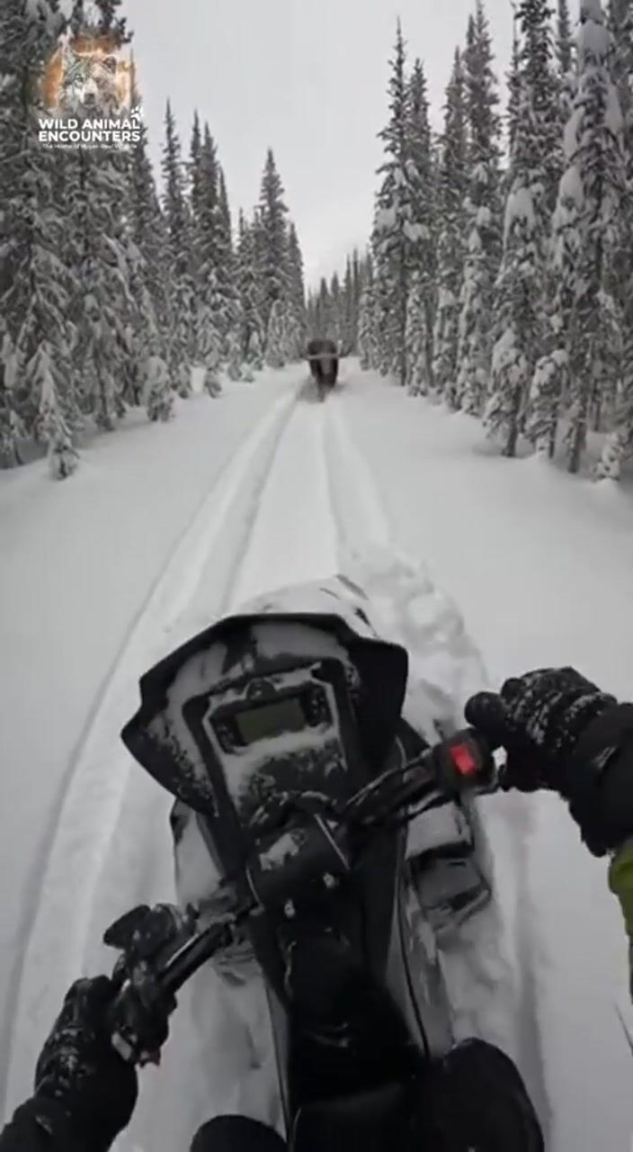 Moose on a snow trail: AI-generated film still