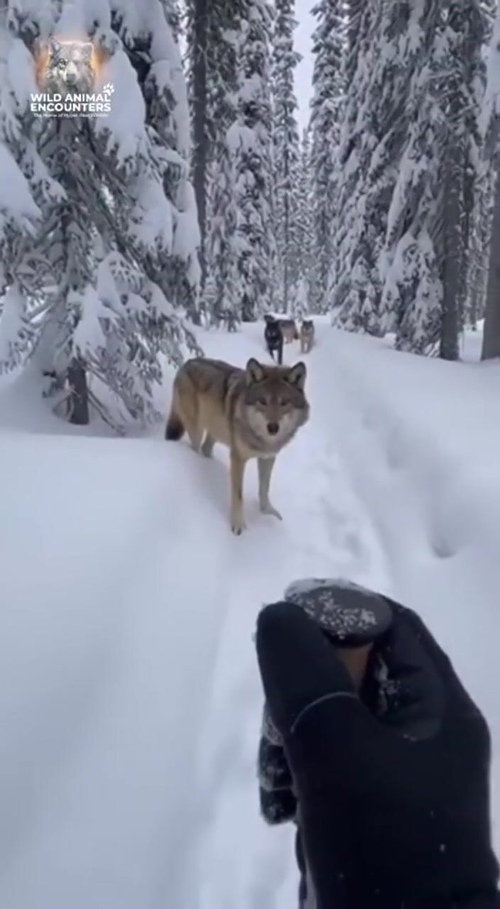 Wolf in snowy woods: AI-generated film still
