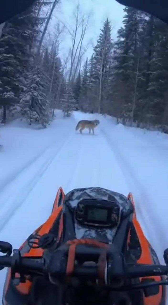 Coyote in snowy woods: AI-generated film still