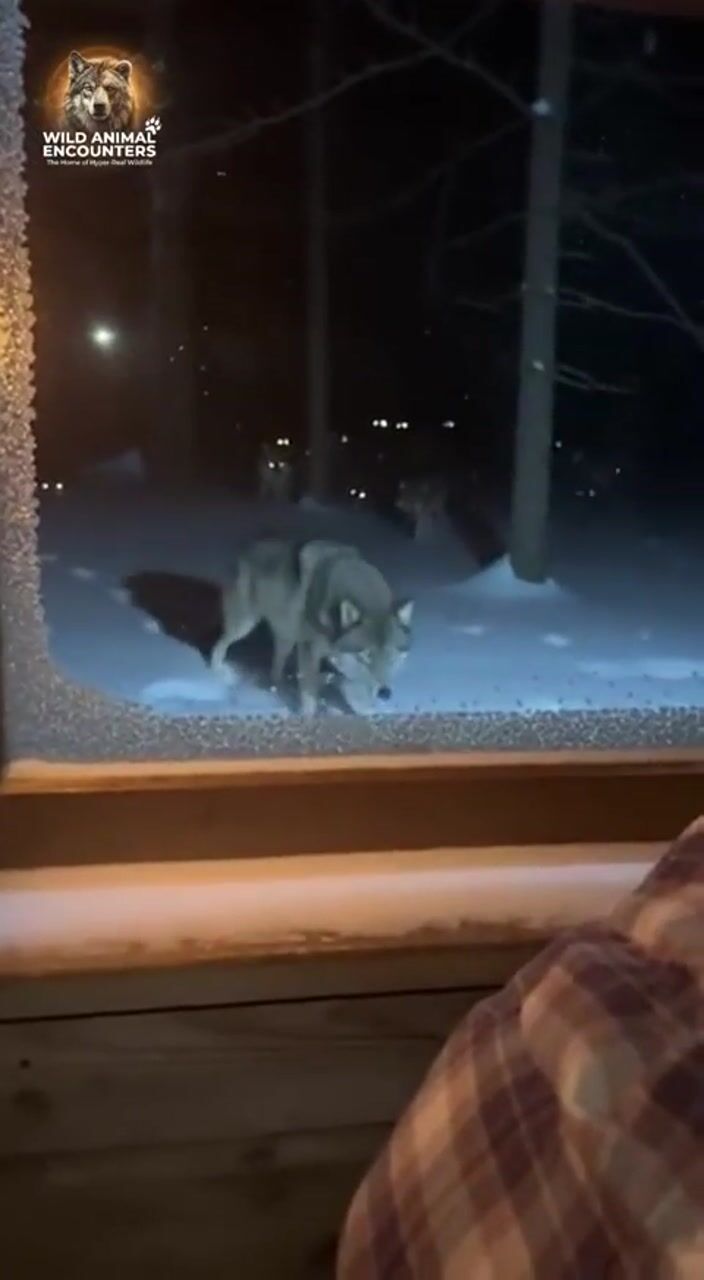 Cabin window at night: AI-generated film still