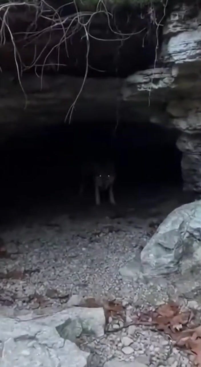 Cave in the woods: AI-generated film still
