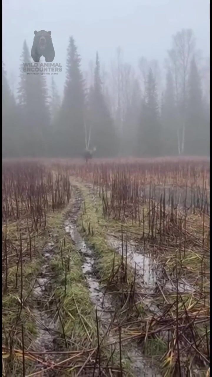 Moose in the marsh: AI-generated film still