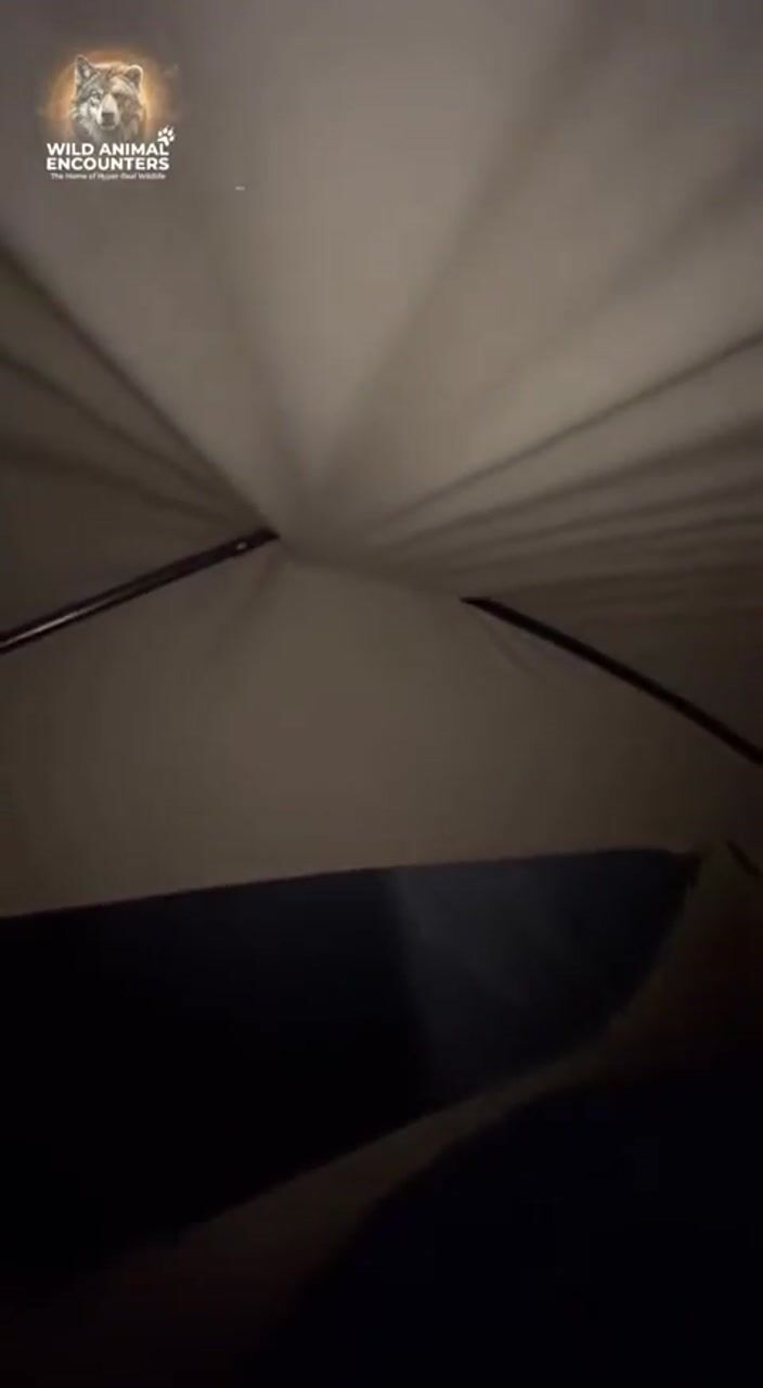 Dark forest at night: AI-generated film still
