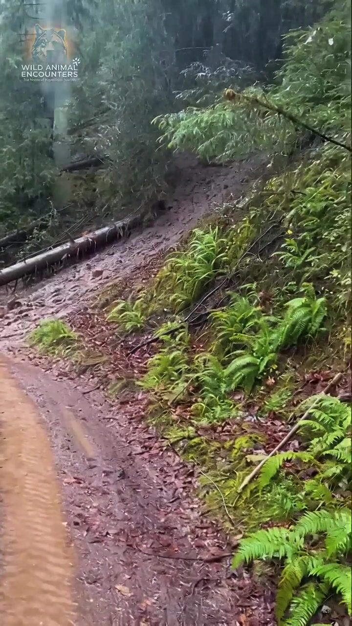 Tiger on a forest trail: AI-generated film still