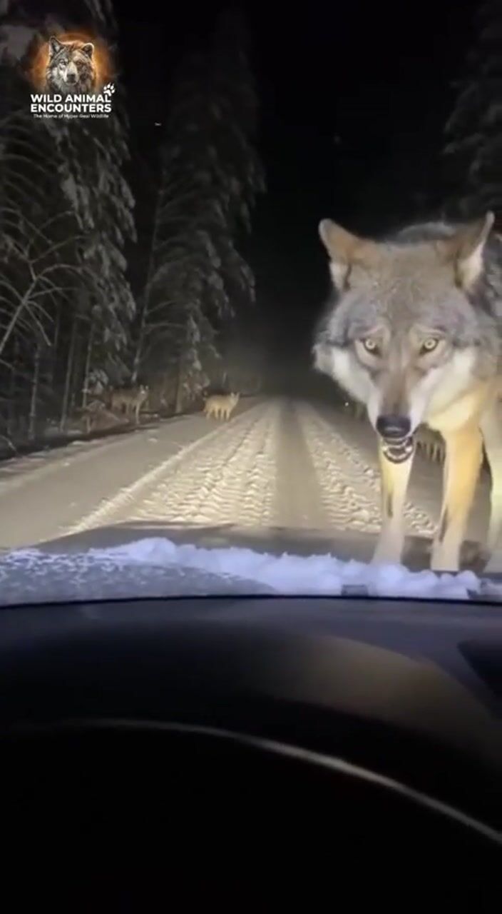 Wolves on a winter road: AI-generated film still