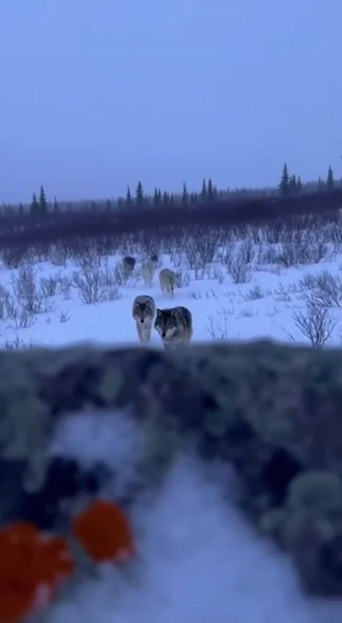 Two wolves in snow: AI-generated film still