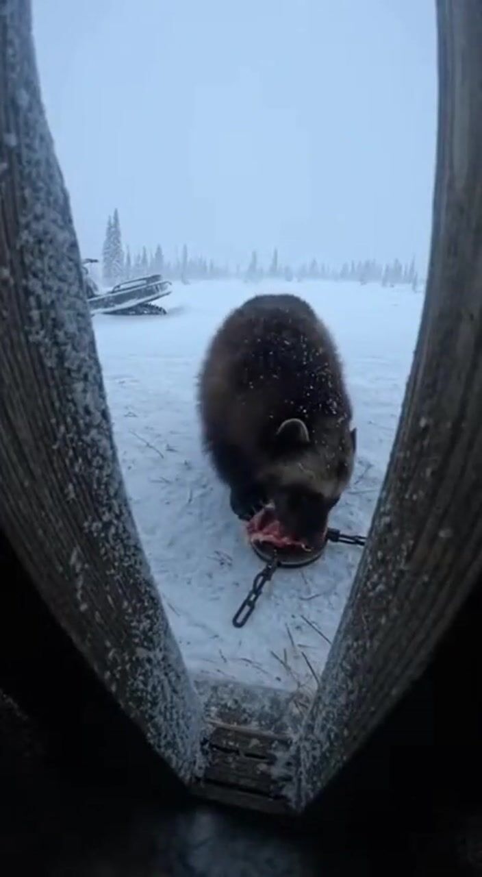 Bear in the snow: AI-generated film still