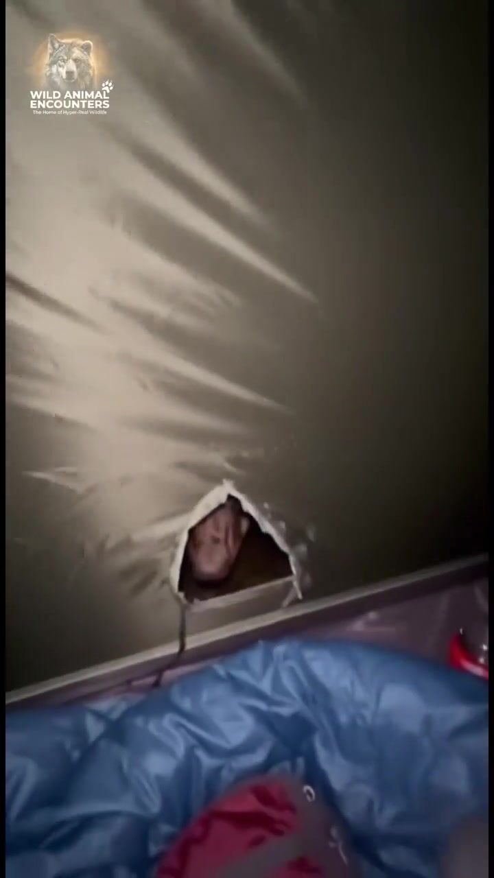 Bear at the tent: AI-generated film still