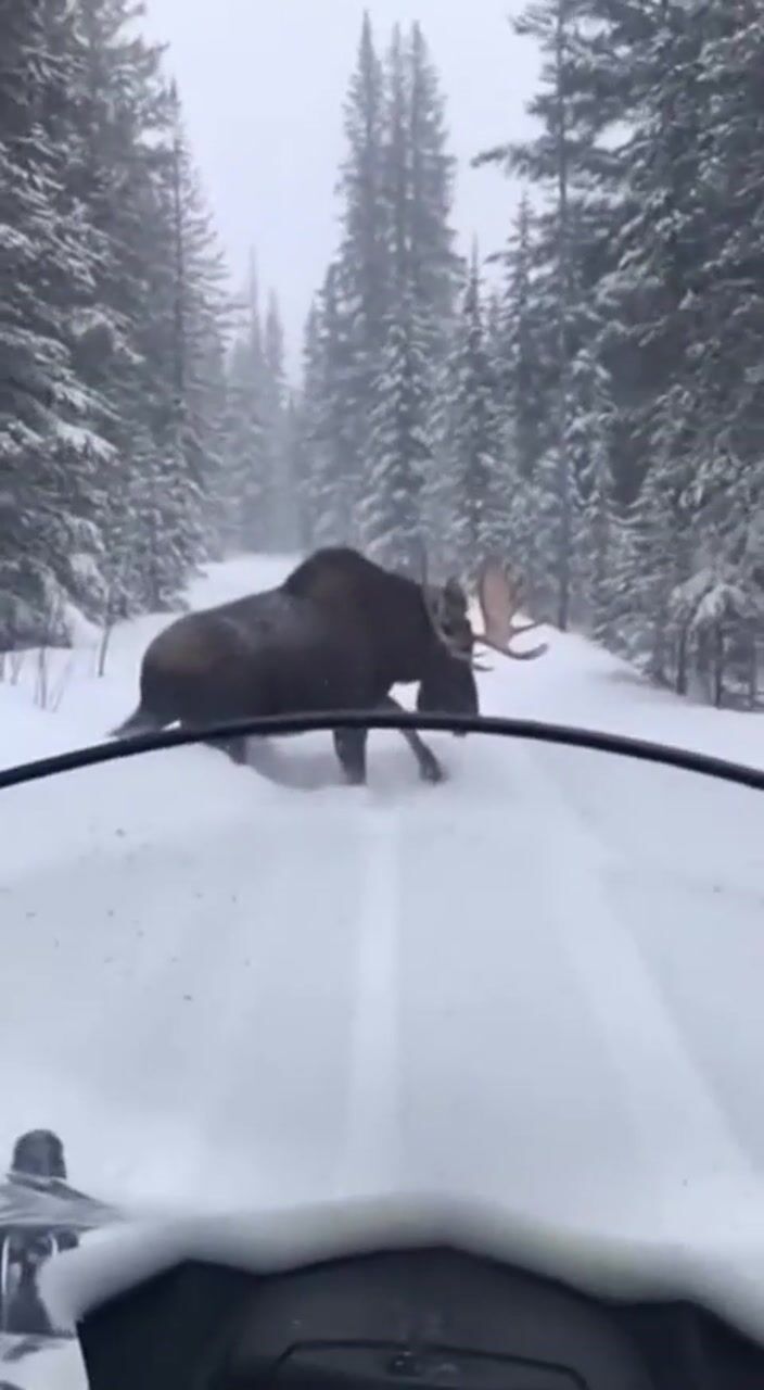 Moose on a snowy road: AI-generated film still