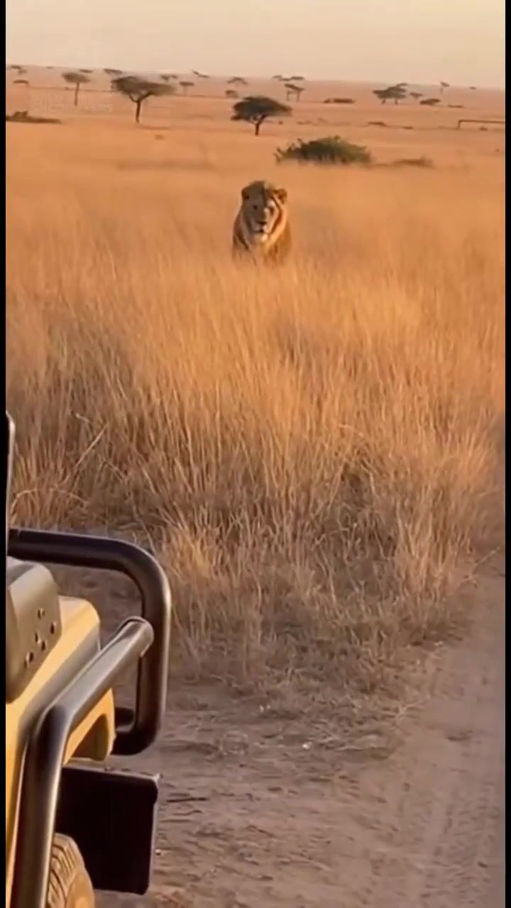 Savannah at sunset: AI-generated film still